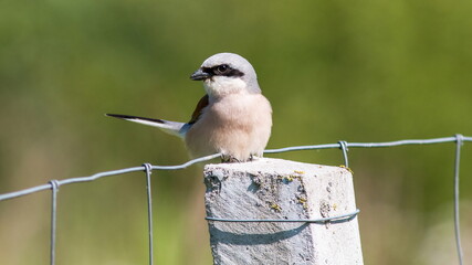 blue tit on a branch © lazalnik