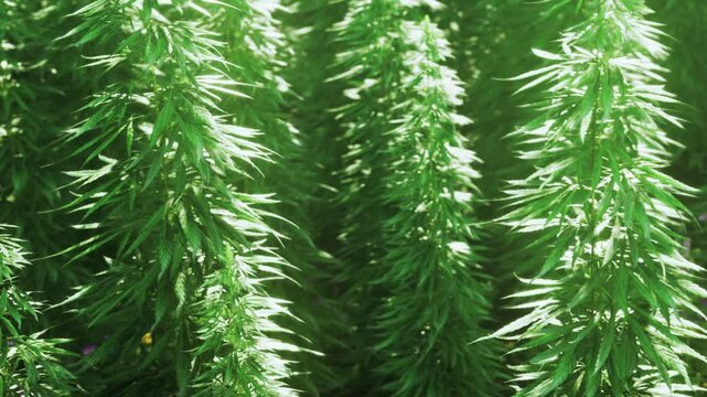 Lush green hemp plants grow closely together in a sunny field, basking in bright daylight in preparation for agricultural harvest.