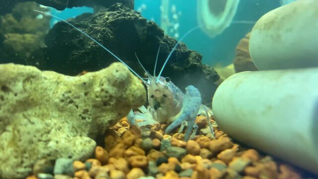 Horizontal video of an aquarium crayfish placing a small pebble into its statocyst balance organ after molting