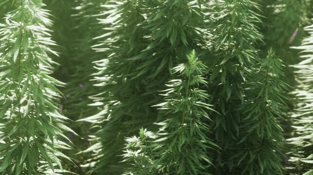 Bright green leaves grow on tall healthy hemp plants standing in rows during a sunny summer day in the countryside as natural light shines through the foliage creating a peaceful outdoor view