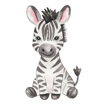 Cute hand drawn watercolor zebra - cute little baby zebra foal, sitting black white striped character. Hand-drawn illustration for nursery, baby shower, children card, safari animals collection.