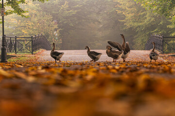 Flock of swan geese on foggy autumn park avenue in Pszczyna © Elżbieta Kaps