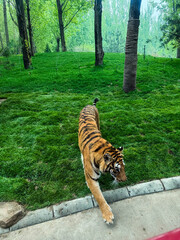 tiger in the zoo © Iris77