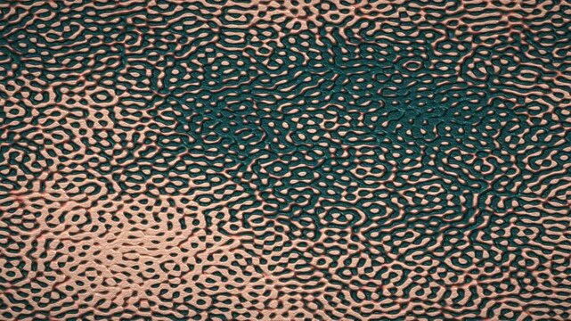 Coral and teal Turing reaction diffusion pattern morphing loop