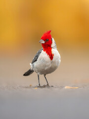 Obraz na płótnie Canvas Red and white coloue bird