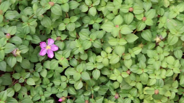 Fresh green leaf pattern texture with pink flowers blooming in garden
