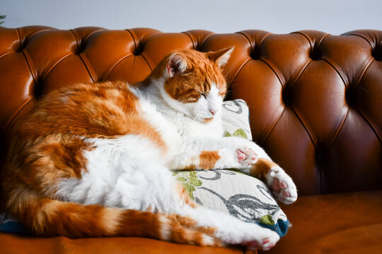 Sitting pretty, ginger and white cat lies on cushion on a smart leather sofa. The pet cat in snoozing in total comfort content and happy.