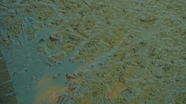 Mudskippers Walking and Feeding on Mudflat in Tropical Estuary Habitat