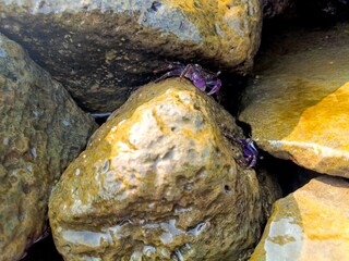 Macro view of live purple marine crabs resting on wet boulders in a tide pool environment © Dendy