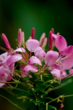 close up of pink cleome flower