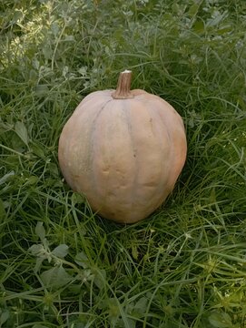 Whole ripe yellow pumpkin placed on fresh green grass in garden