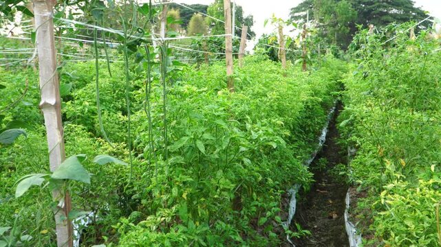 Slowed Panning of Green yardlong beans (Vigna unguiculata) and bird's eye chili (Capsicum frutescens) growing on a polyculture farm in Indonesia.