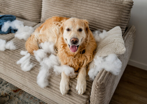 Golden retriever on sofa amidst stuffing