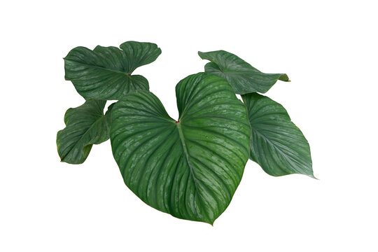 philodendron plowmanii isolated