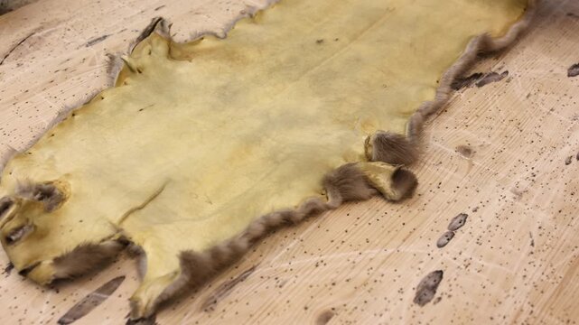 An irregularly shaped fur pelt lies flat on a wooden table, seen from above