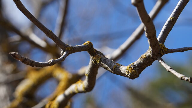 Tree branch adorned under natural sunlight with a soft blue background. Good for botany publications, nature educational materials, environmental blogs, wallpapers