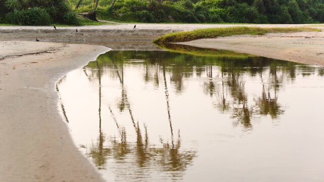 Mandrem beach palm tree reflection in water sand shore Goa India