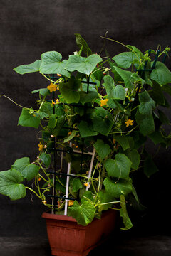 Bushes of growing cucumbers in a brown box for plants