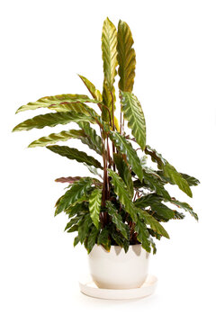 Bush room Calathea Rufibarba in a pot on a white background