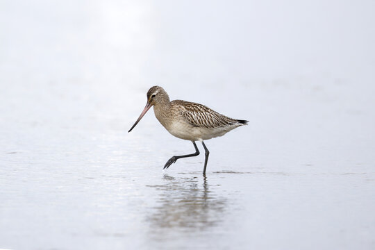 Bar-tailed Godwit, Limosa lapponica, a wading wild bird with long pointed bill beak,