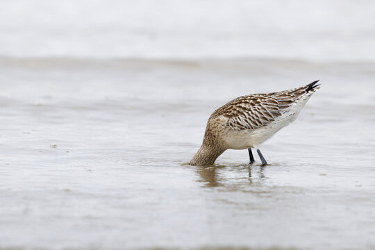 Bar-tailed Godwit, Limosa lapponica, a wading wild bird with long pointed bill beak,