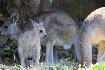 カンガルー © kosumi