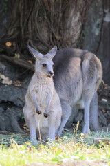 カンガルー © kosumi