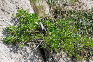 Pelican perched on vegetation along the rocky cliffs of Banderas Bay, Mexico © TOimages