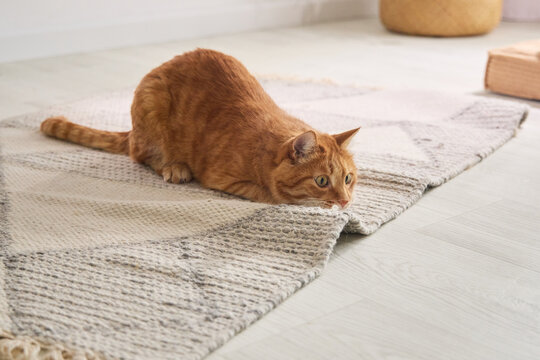 Ginger tabby cat crouching low on a soft rug inside a bright home. Curious hunting posture creates a playful pet behavior concept.