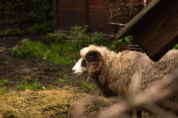 Ram resting beside hay and wood in Norway during autumn travel © Olya