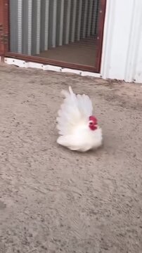 White bantam rooster spinning rapidly in circles on the dirt ground outside a rural farm coop building during daylight hours