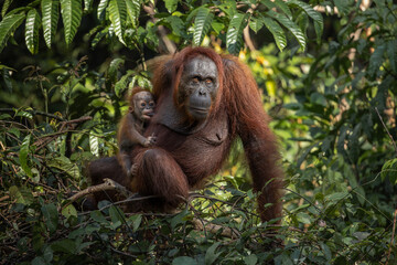 Mother and baby Bornean Orangutan in the lush tropical rainforest canopy © Naufal