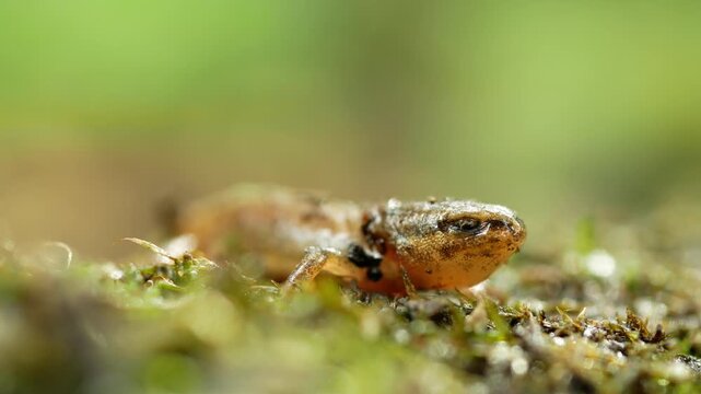 Small smooth newt Lissotriton vulgaris metamorphosed juvenile detail cute resting breathing crawling spotted mossy ground common newt amphibian close-up wetland pond hidden camouflaged blend