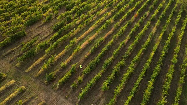 Aerial drone footage shows a single trail runner moving among orderly green vineyard rows in cultivated farmland in Cricova, Moldova, at sunrise