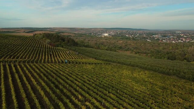 Aerial cinematic approach to Vineyard Workers and Tractor Near Cricova Moldova