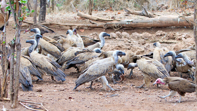 A large group of endangered White-Backed Vultures feeding, with a natural hazy bushveld background