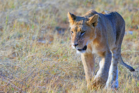 Young Male Lion walking in the grassland of Hwange National Park, Zimbabwe