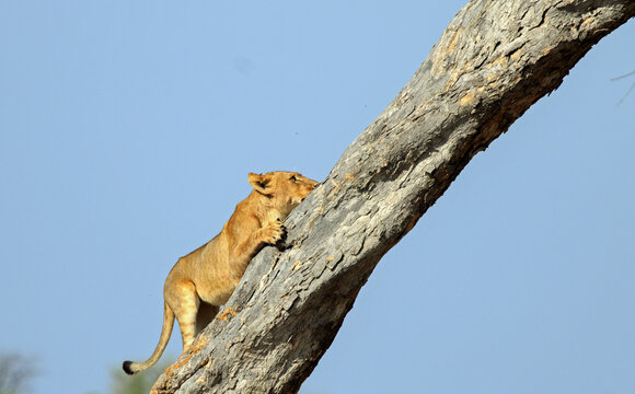 Young Lion Cub, attempting to climb a tall tree, this is unusual behaviour for a lion. Hwange National Park, Zimbabwe