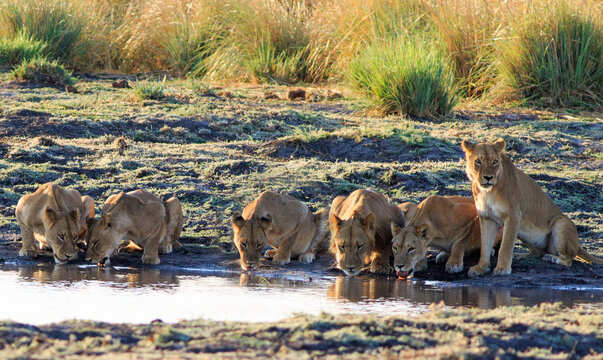 Pride of Lions drinking from a waterhole in Hwange National Park, Zimbabwe
