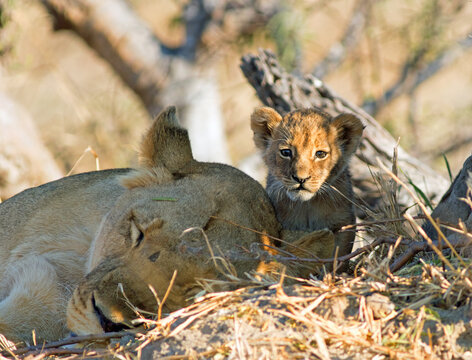 Tiny young Lion cub peeping out from behind sleeping Lioness in the African Bush, Hwange National Park, Zimbabwe