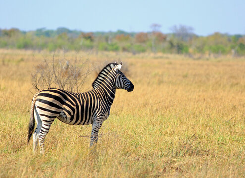 A Lone Burchell Zebra standing and looking to the distance with natural bush and tree background, Hwange National Park, Zimbabwe
