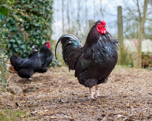 A proud black rooster with glossy plumage stands in a rustic farmyard, with free-range chickens foraging on the ground behind him. © erwin