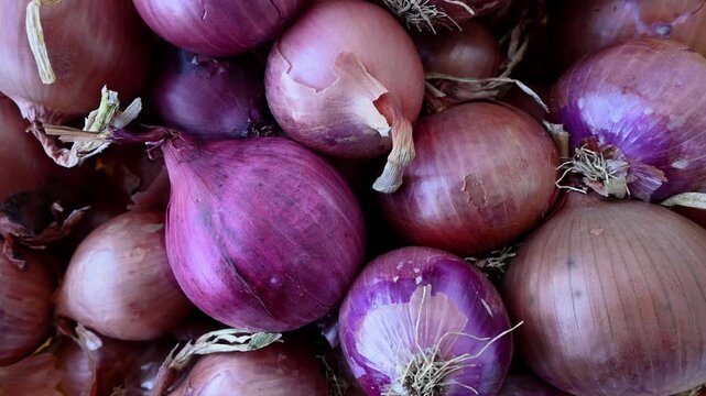 close-up of raw organic purple and yellow onions