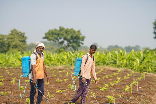 indian farmer spraying fertilizer at green agricultural field