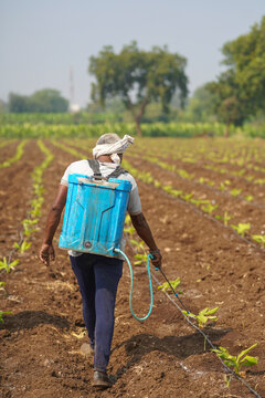 indian farmer spraying fertilizer at green agricultural field