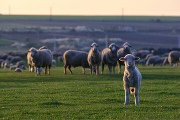 Flock of sheep and lambs on field © Laurentiu Iordache