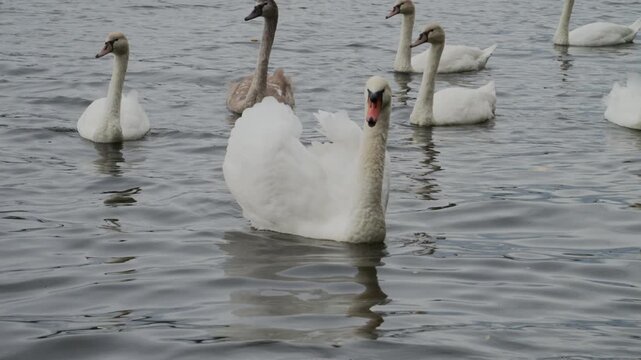 Mute swan displaying aggressive behavior with fluffed wings in a lake, slow motion