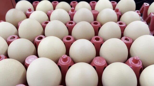 Fresh chicken eggs inside red plastic crate close up