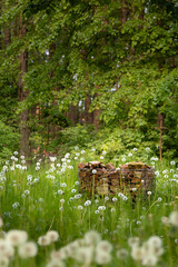 Peaceful Meadow of Dandelion Puffballs and Rustic Stone Gabion © Indre