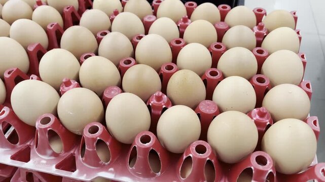 Close up shot of fresh organic brown chicken eggs in red plastic crate
